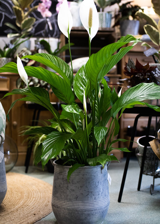 Spathiphllum/ Peace Lily (Large)