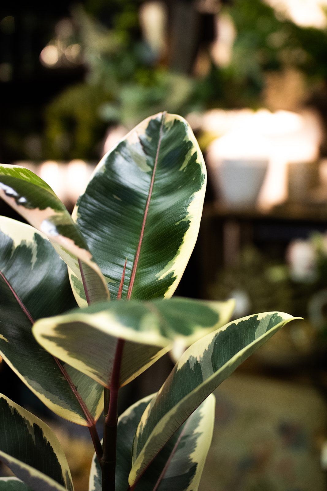 Ficus Tineke (Large)